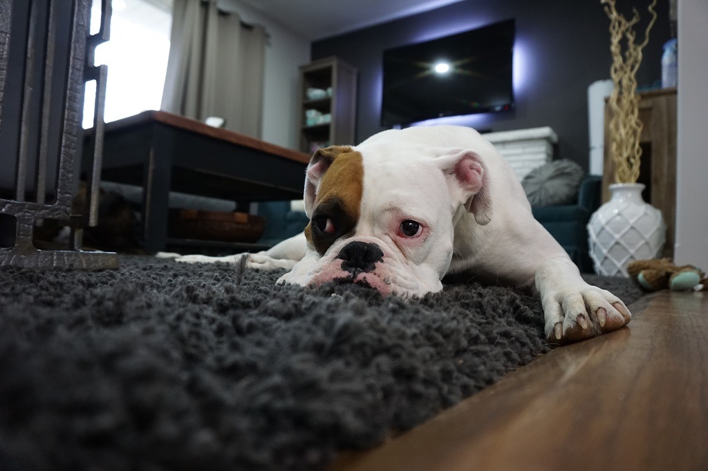 pet-friendly-carpet-cleaning